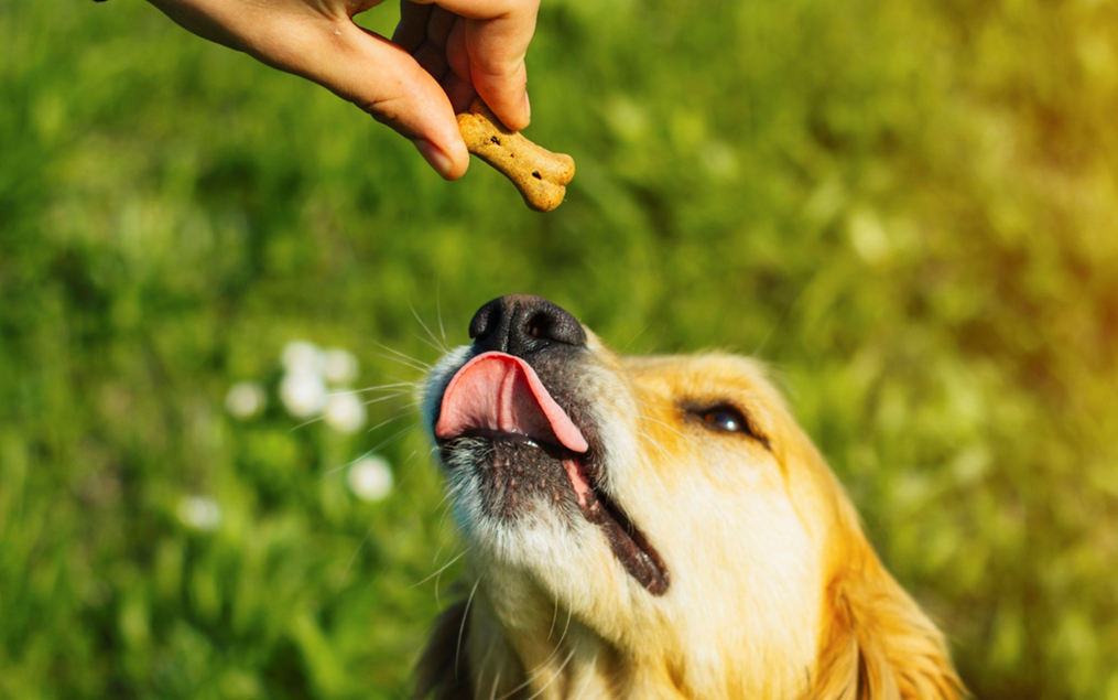 best cbd oil for dogs